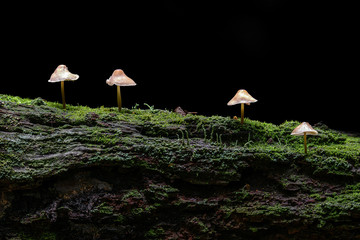 little mushroom on a branch covered by moss with dark background - 321764963