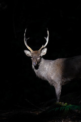 Male sika deer portrait in a light beam with a dark forest background