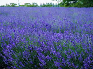Obraz premium lavender ラベンダー