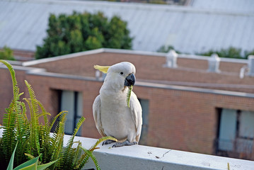 A close up photo of the sulphur-crested cockatoo, Australia