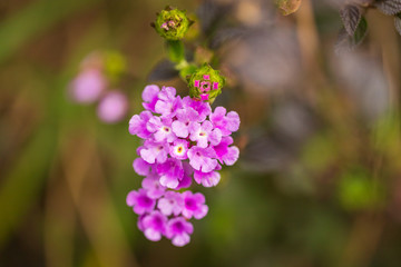 Small flower in purple colour