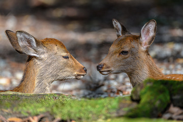 two young japanese sika deer fawn portrait resting in the forest