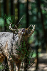 japanese sika deer male roaring