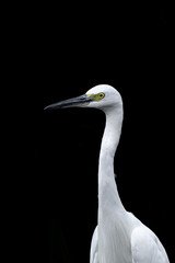 White egret portrait with dark background