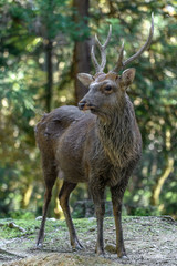 Male sika deer portrait in the forest