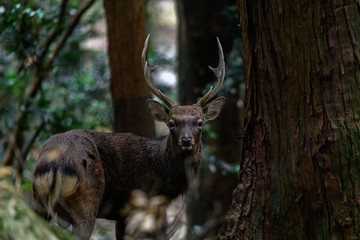 Japanese sika deer in the forest looking at the camera