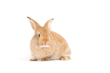 Furry and fluffy cute red brown rabbit erect ears are sitting look in the camera, isolated on white background. Concept of rodent pet and easter.