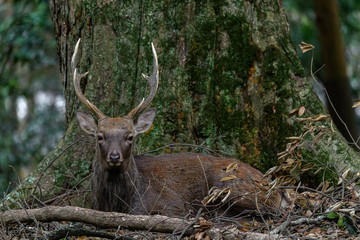 male sika deer close up