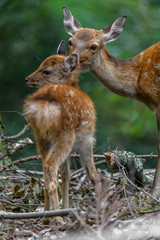 sika deer mother and fawn cuddling and kissing together