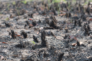 image of burning grass caused by the burning of forest for agriculture causing dust pm 2.5 in Thailand