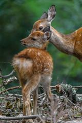 sika deer mother and fawn cuddling and kissing together