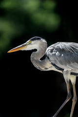 grey heron portrait