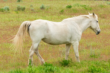 Fototapeta premium Koń na farmie w Pemberton, Kolumbia Brytyjska, Kanada.