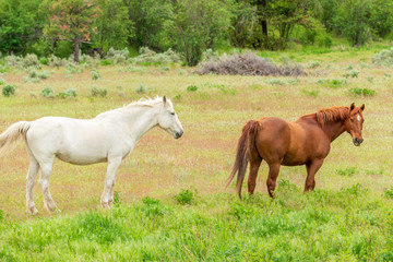 Obraz na płótnie Canvas A Horse on the farm in Pemberton, British Columbia, Canada.