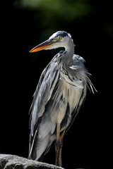 grey heron portrait