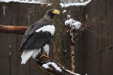 Eagle 