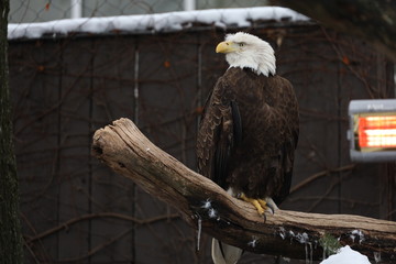 Eagle 
