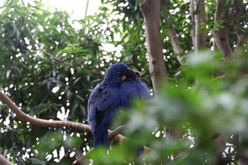 Love Birds