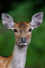 Fototapeta premium Female sika deer close up