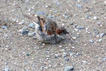 house sparrow dust bathing