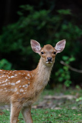 young sika deer fawn in the forest close up