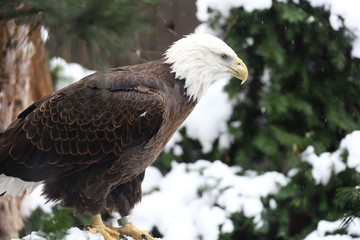 portrait of an eagle