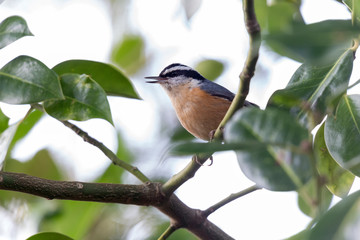 Red breasted nuthatch