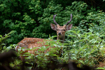 male sika deer in the forest