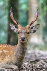 male sika deer close up
