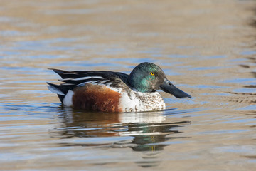 Northern shoveler duck