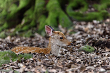 young sika deer fawn in the forest close up