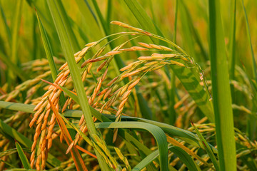 Rice spike in rice field