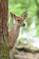 young sika deer fawn in the forest close up