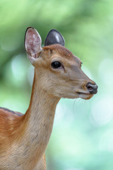 Female sika deer close up