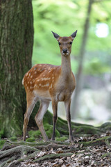 Naklejka na ściany i meble female sika deer in the forest