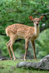 young sika deer fawn in the forest close up
