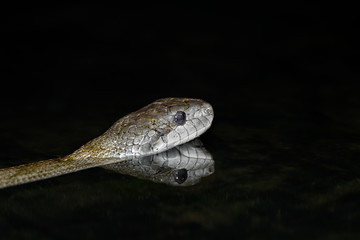 aodaisho, Japanese rat snake close up in the river