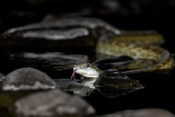 aodaisho, Japanese rat snake close up in the river