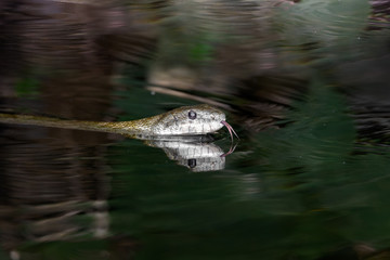 aodaisho, Japanese rat snake close up in the river