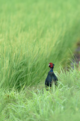 Japanese pheasant close up in a green rice field