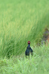 Japanese pheasant close up in a green rice field