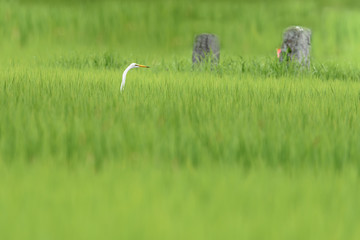 Obraz na płótnie Canvas Great egret in a green rice field with only its head showing