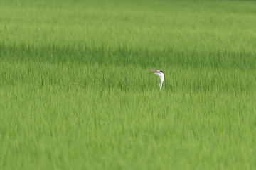 Obraz na płótnie Canvas Grey heron in a green rice field with only its head showing