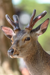 Young sika deer male close up