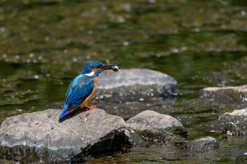 Kingfisher on a rock eating a fish