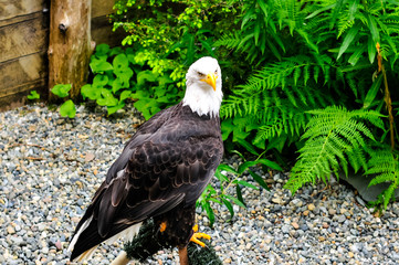Bald Eagle