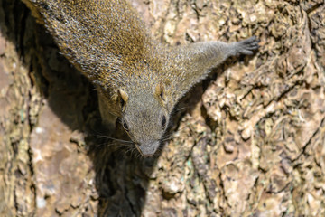 Formosan squirrel portrait (also called Taiwan squirrel)