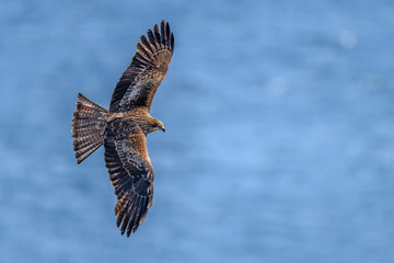 Black kite flying over the sea