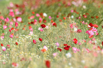 multicolor field of poppies flowers