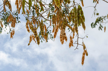 Branch With Albizia Lebbeck Pods Against Sky Background